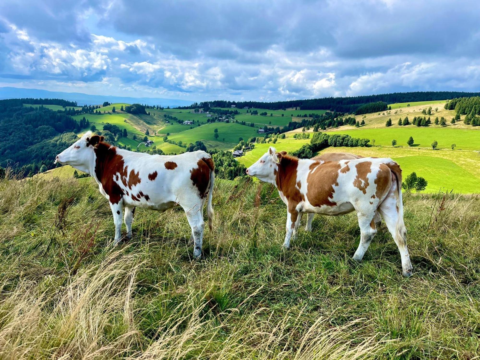 View House, Schauinsland, Black Forest Münstertal Екстериор снимка
