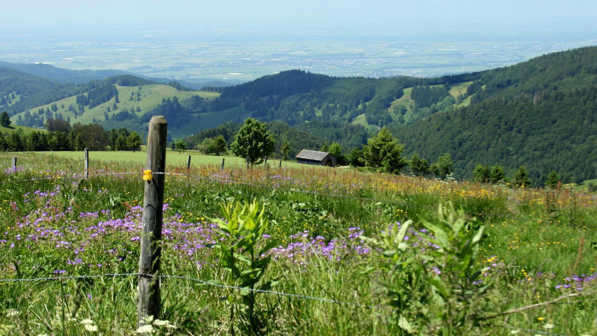 View House, Schauinsland, Black Forest Münstertal Екстериор снимка